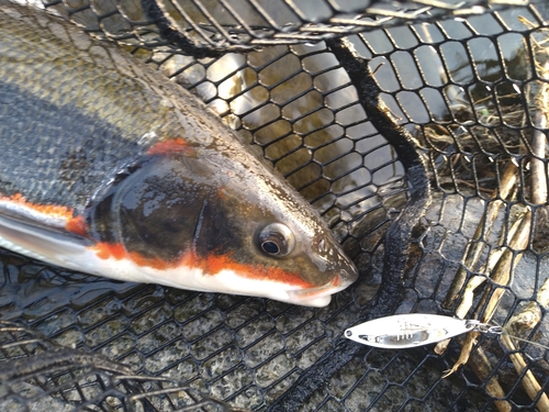 マルタウグイの釣果