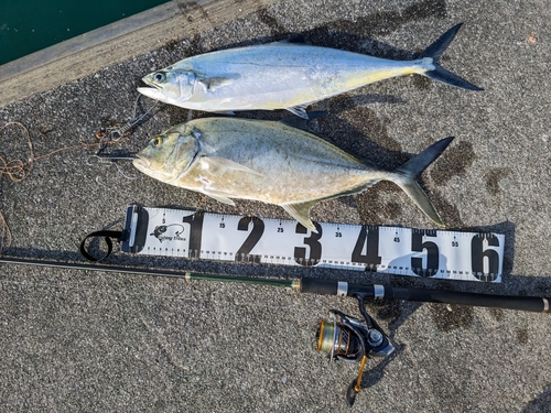 オニヒラアジの釣果