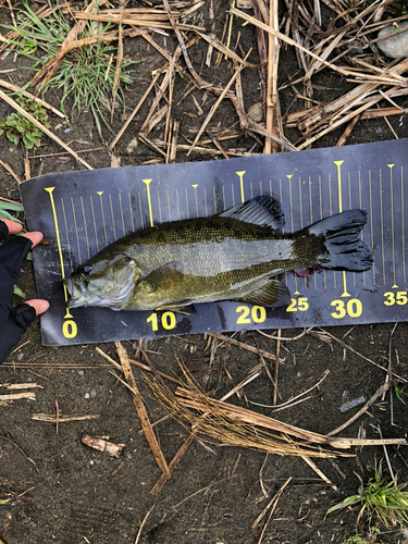 スモールマウスバスの釣果