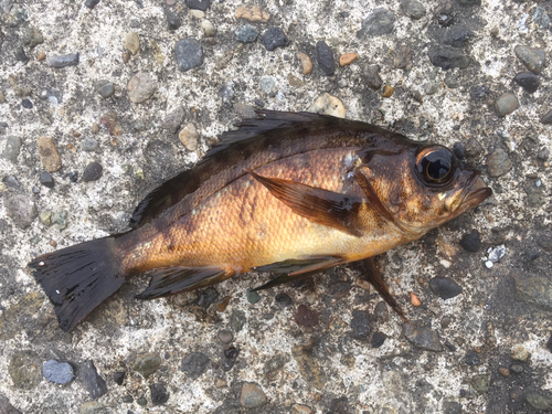 メバルの釣果