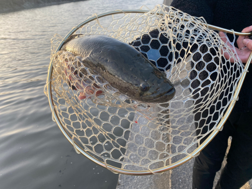 ライギョの釣果