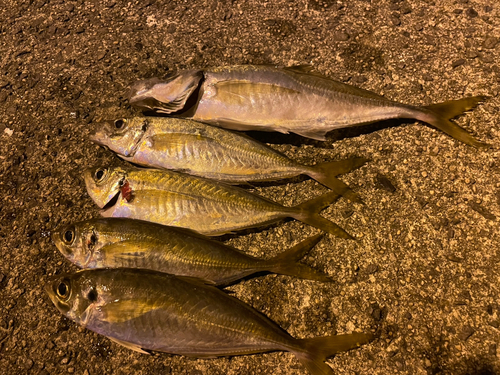 アジの釣果