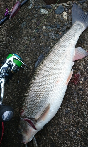 ウグイの釣果