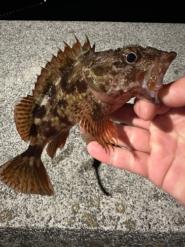 カサゴの釣果