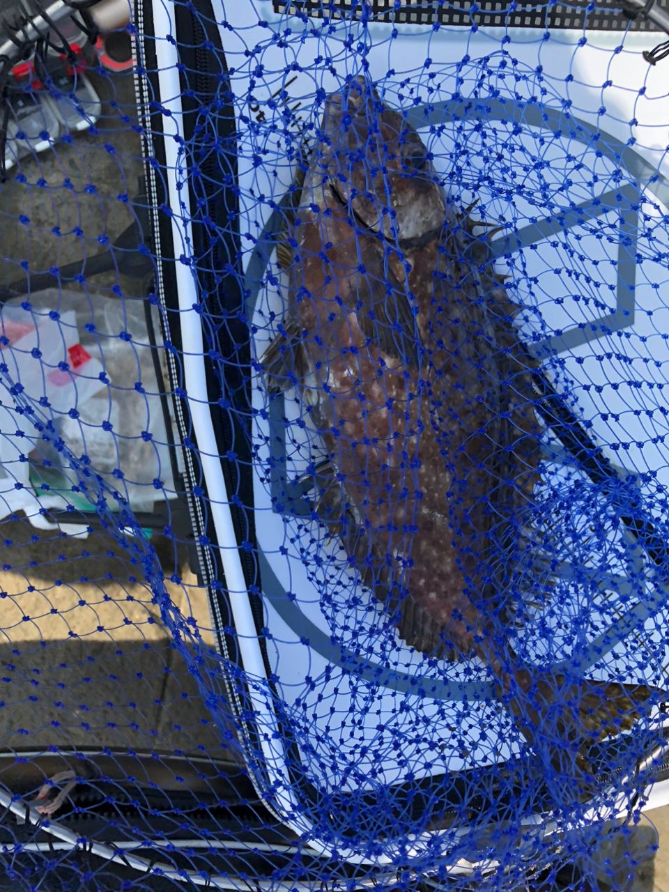 ビーサンさんの釣果 2枚目の画像