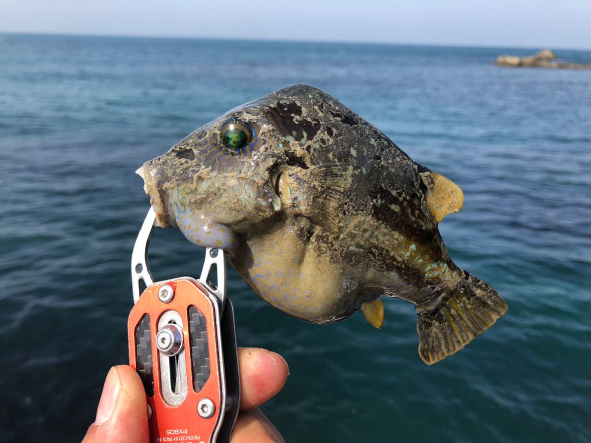 ビーサンさんの釣果 3枚目の画像
