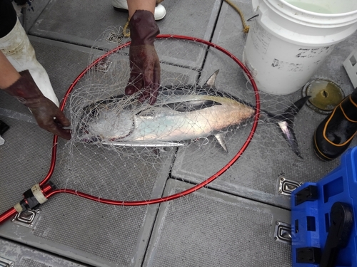 ビンチョウマグロの釣果