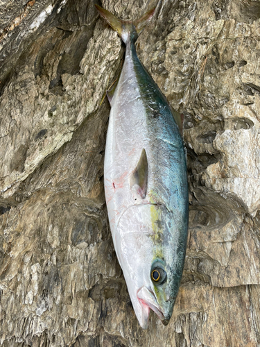 ブリの釣果