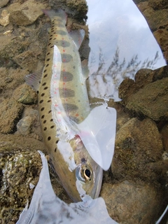 アマゴの釣果