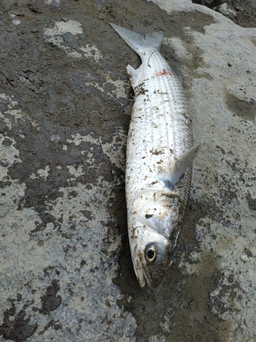 ボラの釣果