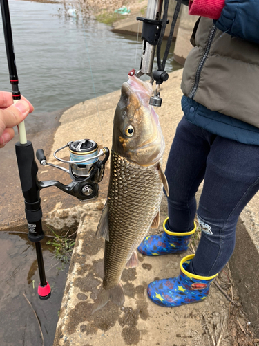 ニゴイの釣果