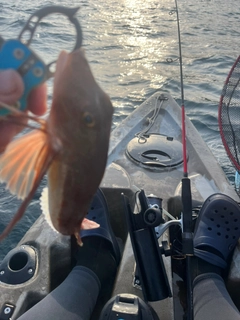 ホウボウの釣果