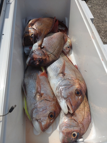 マダイの釣果