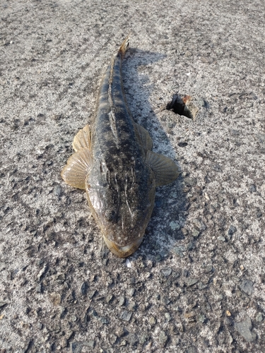 マゴチの釣果