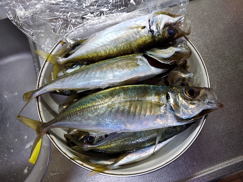 アジの釣果