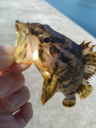 タケノコメバルの釣果