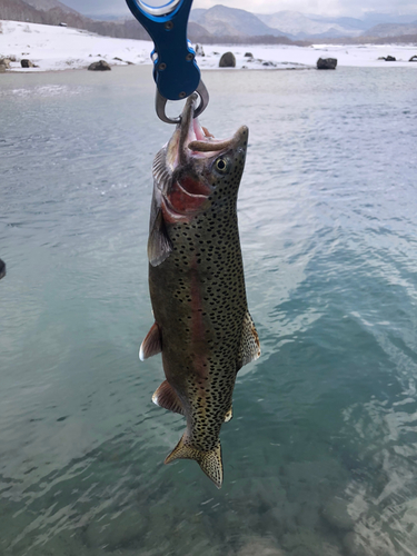 ニジマスの釣果