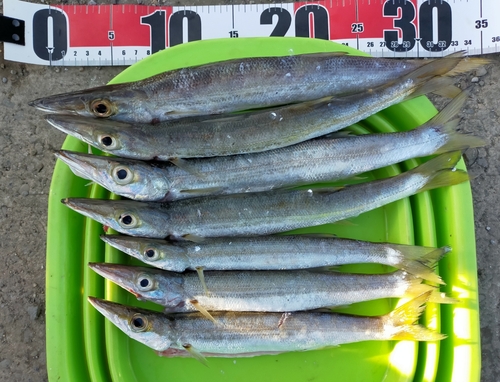 カマスの釣果