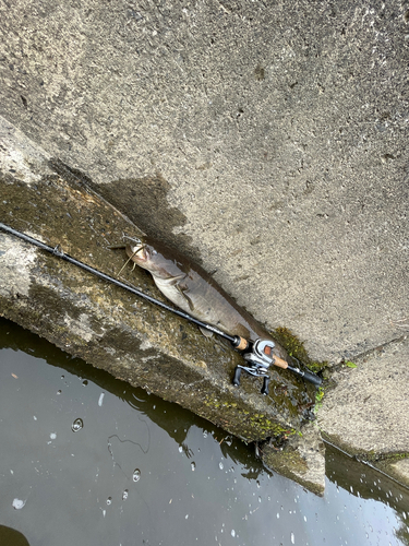 ナマズの釣果