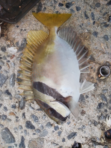 ヒメアイゴの釣果