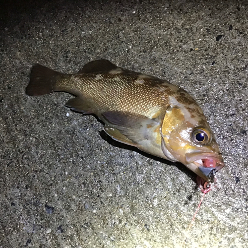 ガヤの釣果