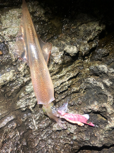 ヤリイカの釣果