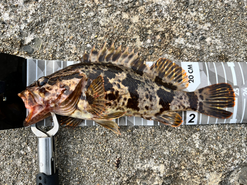 タケノコメバルの釣果