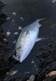 ヤズの釣果