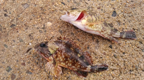 カサゴの釣果