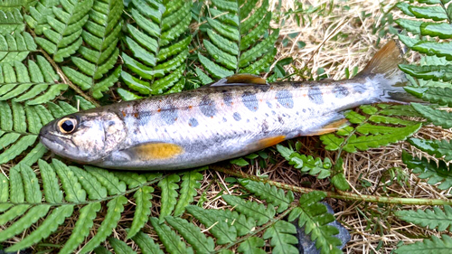 アマゴの釣果