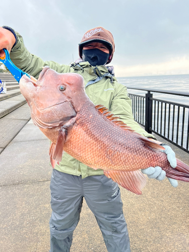 コブダイの釣果