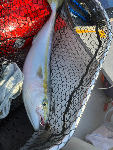 メジロの釣果