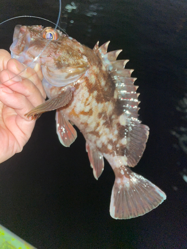 カサゴの釣果