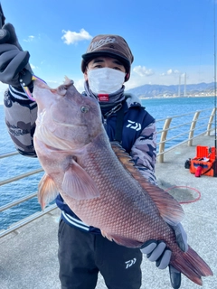 コブダイの釣果