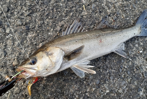 シーバスの釣果