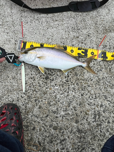 シオの釣果