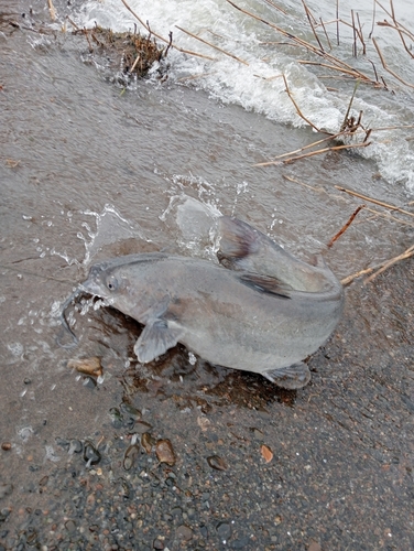 アメリカナマズの釣果