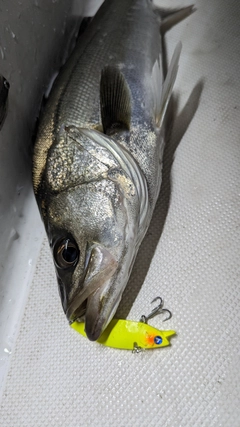 シーバスの釣果