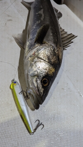 シーバスの釣果