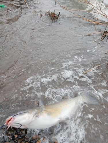 アメリカナマズの釣果