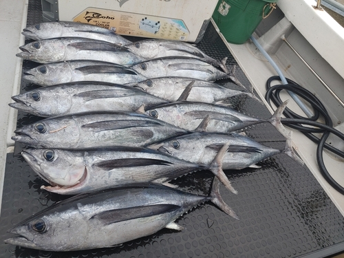 ビンチョウマグロの釣果