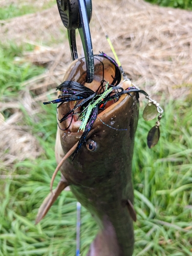 ナマズの釣果