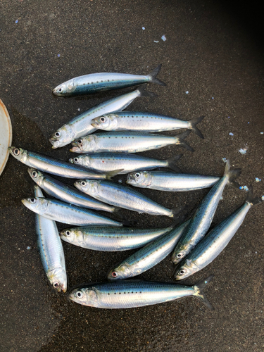 イワシの釣果