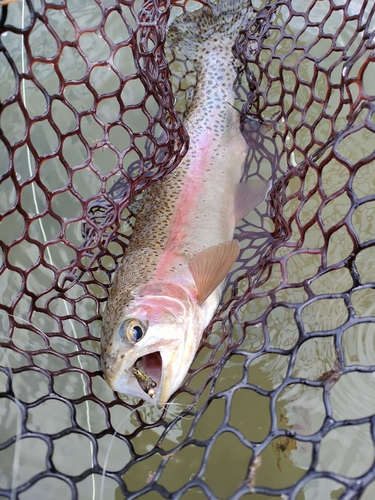 ニジマスの釣果