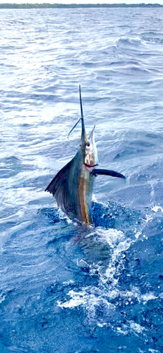 バショウカジキの釣果