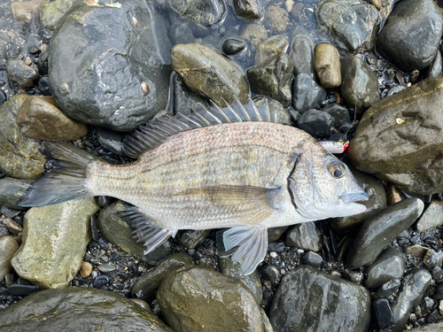 ミナミクロダイの釣果