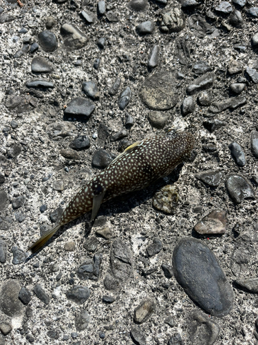 クサフグの釣果