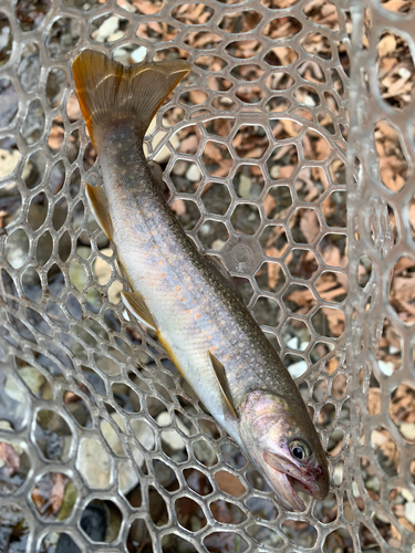 イワナの釣果