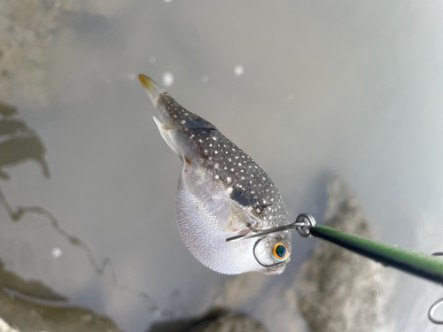 クサフグの釣果