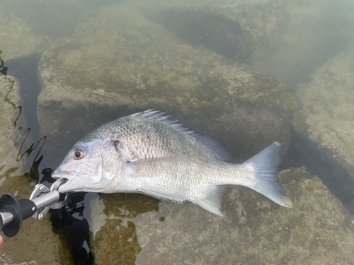 キビレの釣果